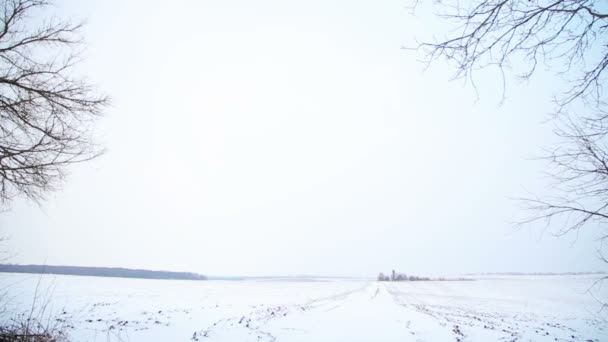 Campo cubierto de nieve y árboles en invierno — Vídeos de Stock