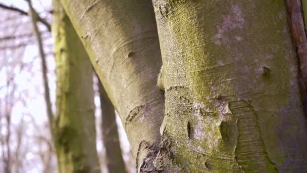 Thick tree trunk closeup — Stock Video