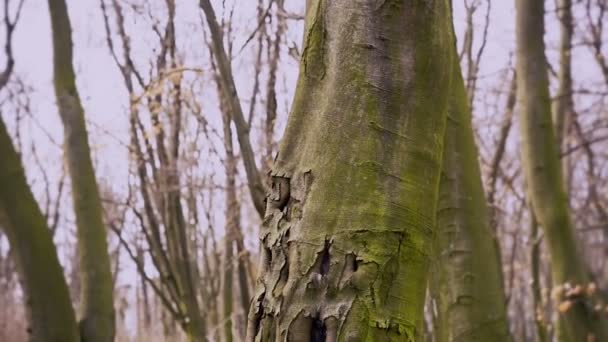 Un árbol interesante en el bosque. Primer plano — Vídeos de Stock