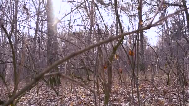 Outono tardio na floresta — Vídeo de Stock