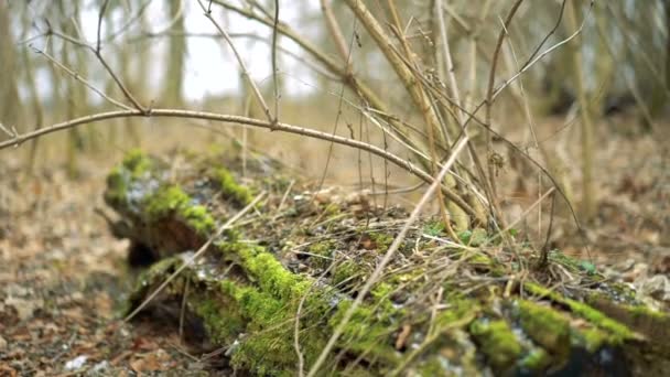 Old tree trimmed with moss — Stock Video