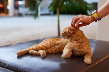 Bir insan eli, sakin bir kızıl kediyi nazikçe okşuyor.