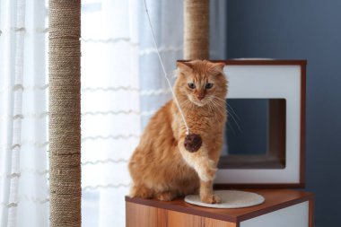 Oyuncak Kedi ile Çağdaş Kedi Ağacında Oyuncak