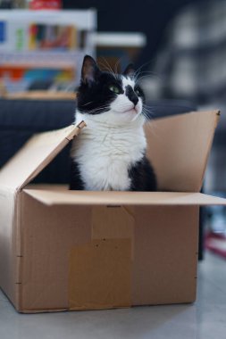 Meraklı Siyah ve Beyaz Kedi Karton Kutudan Gizlice Bakıyor