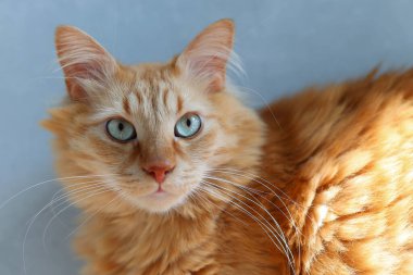 Çarpıcı Ginger Cat ve delici mavi gözleri