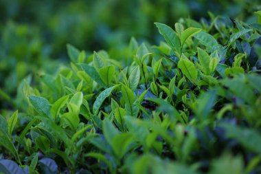 Taze Yeşil Çay Çalılıklarda Yapraklar