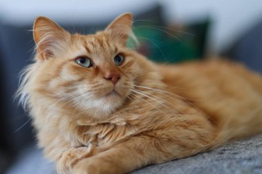 Parlayan yeşil gözlü görkemli kızıl kedi.