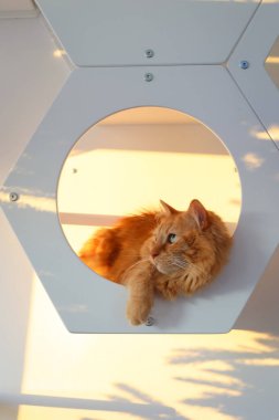 Modern Kedi Rafındaki Rahat Zencefilli Kedi 'nin Altın Saati