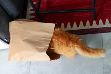 Kızıl Kedi Kahverengi Kese kağıdına Saklanıyor