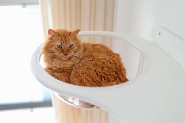 Kızıl kedi modern bir duvarda dinleniyor.