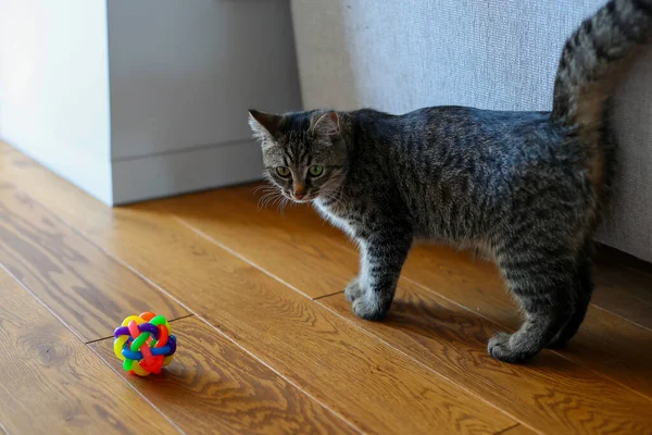 Ahşap zeminde renkli bir oyuncak topuna bakan tuhaf tekir kedi.