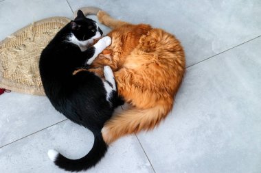 Siyah, beyaz kedi ve kızıl kedi dairede yerde kavga ediyorlar.