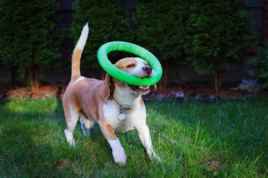 Mutlu Beagle Bahçede Yeşil Yüzükle Oynuyor