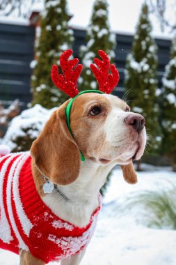 Kırmızı Kazaklı Şenlikli Av Köpeği ve Karda Geyik Boynuzları
