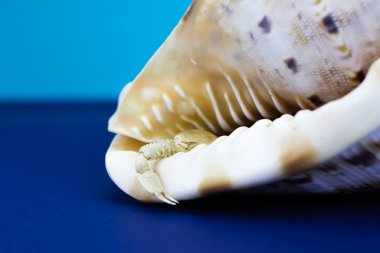 Bir deniz kabuğu yengeç