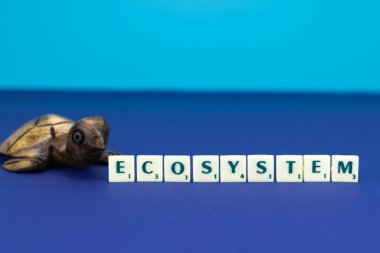 Ekosistem işareti ile ahşap kaplumbağa