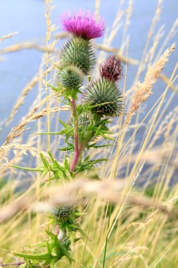 Thistle - İskoçya'nın bir sembolü.