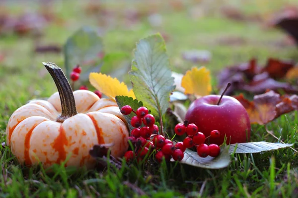 Осенние овощи в саду . — стоковое фото