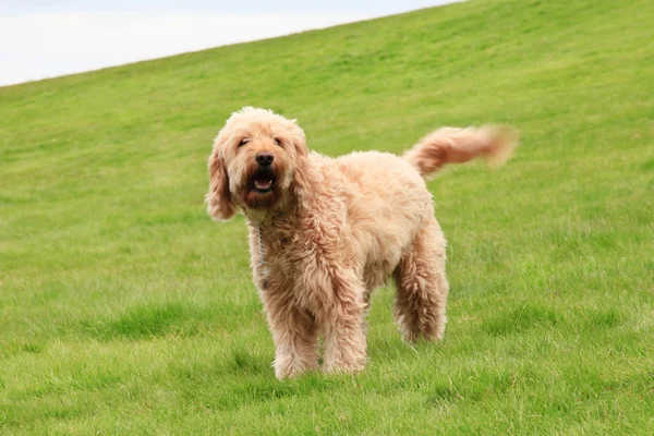 büyük tüylü köpek.