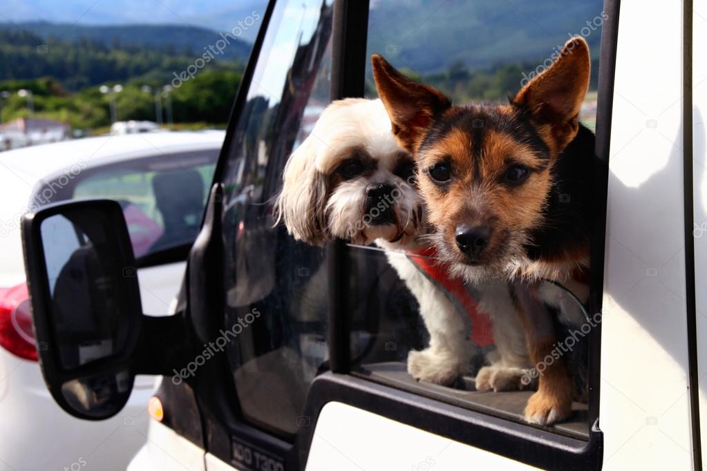 A pair of dogs looking out of the car window.