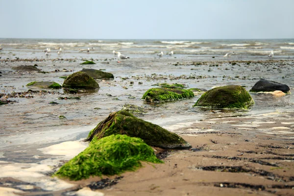 Vista para o mar do Norte . — Fotografia de Stock