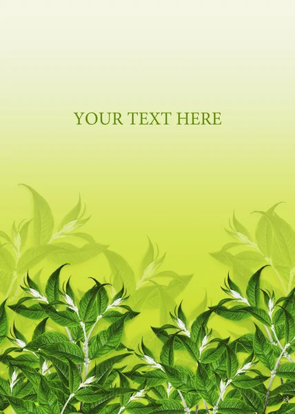 Limeta zelené pozadí. — Stock fotografie