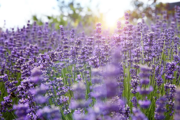 Campo de lavanda fundo . Imagem De Stock