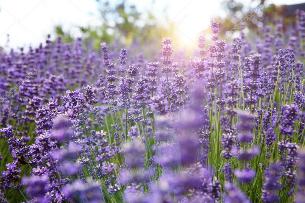 Lavender field background. Stock Photo by ©Tatishka 87408318