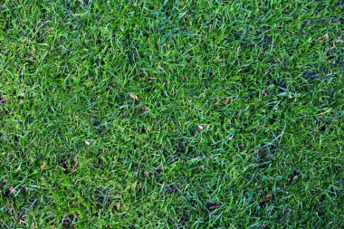 yeşil çim dokusu.