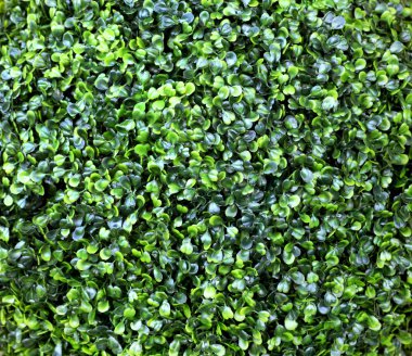 Yeşil çim tewxture.