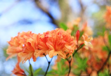 güzel çiçek arkaplanı.