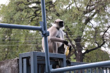 23 Ekim 2025; Ellora Mağaraları, Maharashtra, Hindistan: Ellora Mağaralarının geniş, ayrıntılı bir konum planı ve turistler için siyah mermer bir tabela üzerinde sergilenmektedir.