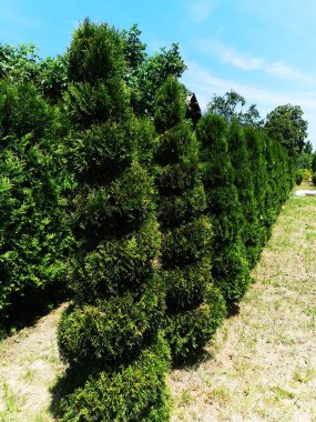 Yeşil ağaçların ve bitkilerin önündeki yeşil alanda turuncu ve kırmızı çiçekler arkasında daha uzun ağaçlar ve arkasında mavi gökyüzü, thuja satranç taşları.