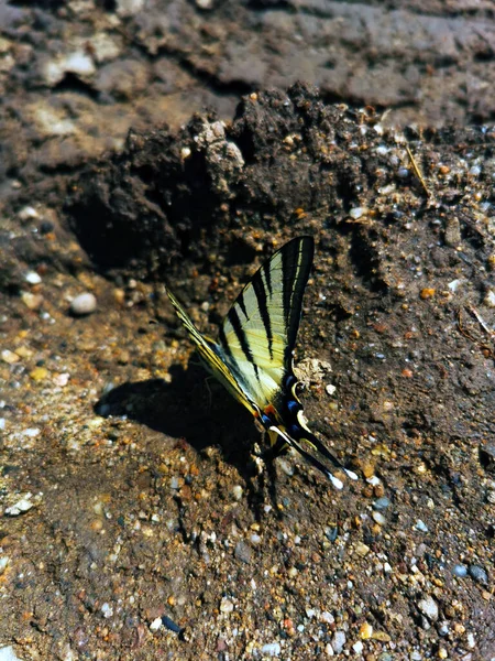 Swallowtail Butterflies Drink Water Ground Hot Day — Stock Photo, Image