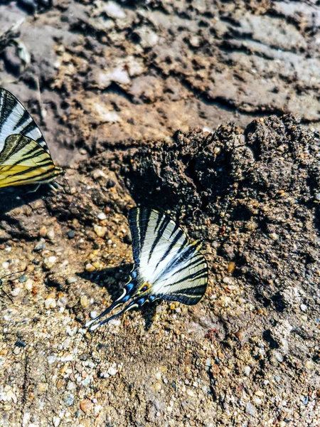 Ластівки Метелики Ють Воду Землі Спекотний День — стокове фото