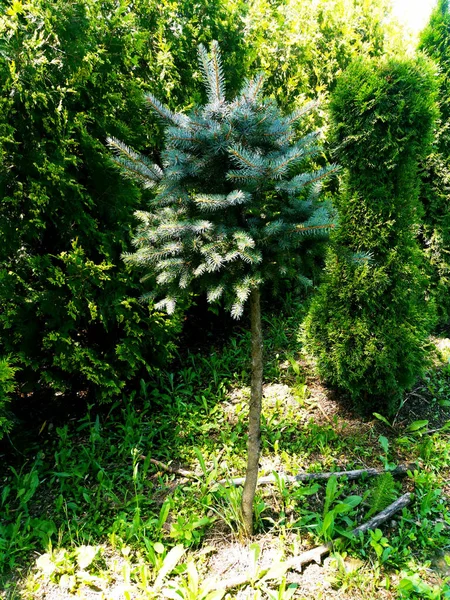 Bonsái Formado Partir Abeto Azul Picea Pungens Con Agujas Azul — Foto de Stock