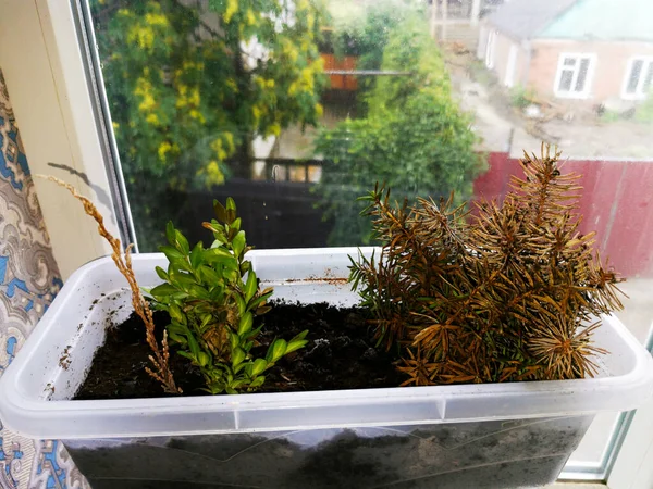 Coniferous seedlings are covered with mold. Mold on pins and needles of blue spruce. Take a close-up view.