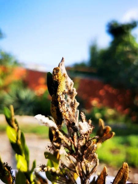 Coniferous seedlings are covered with mold. Mold on pins and needles of blue spruce. Take a close-up view.