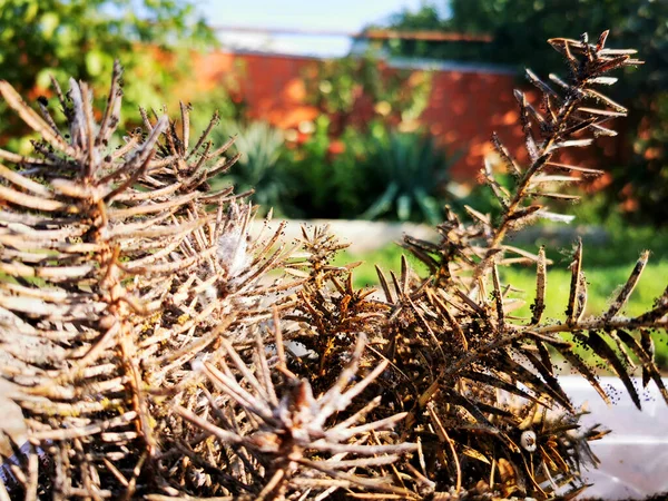 Coniferous seedlings are covered with mold. Mold on pins and needles of blue spruce. Take a close-up view.