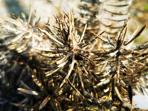 Coniferous seedlings are covered with mold. Mold on pins and needles of blue spruce. Take a close-up view.