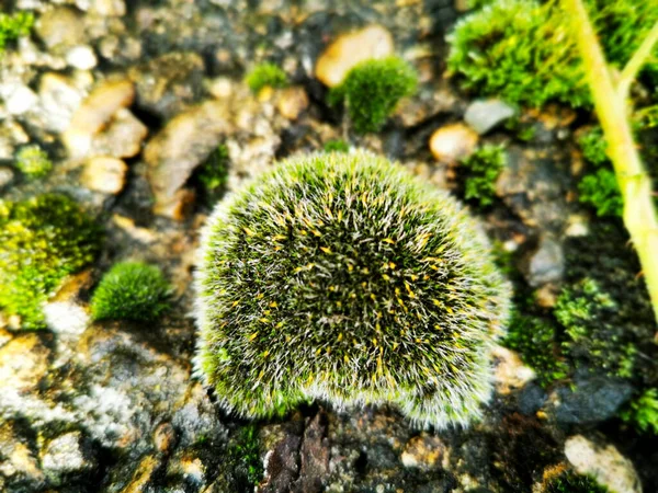 Belle Mousse Verte Sur Les Pierres Moss Close Macro Beau — Photo