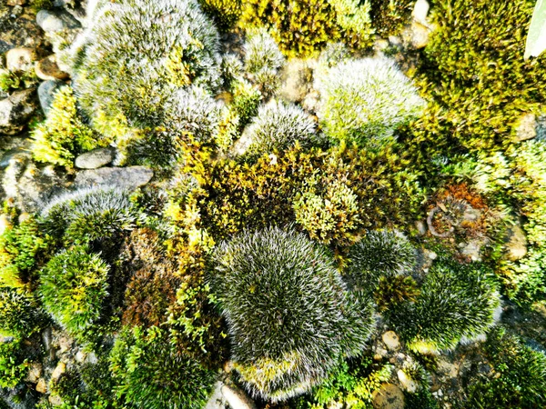 美丽的绿色苔藓在石头上 苔藓特写 墙纸用苔藓做的漂亮背景 — 图库照片