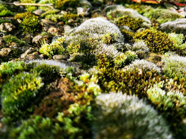 Krásný Zelený Mech Kamenech Mech Zblízka Makro Krásné Pozadí Mechu — Stock fotografie