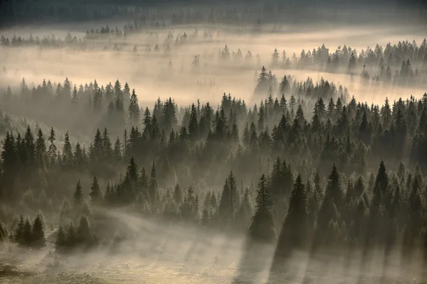 Forêt remplie de brouillard — Photo