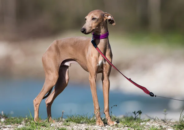 Italiaanse hazewindhond portret — Stockfoto