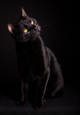 Kara kedi portre