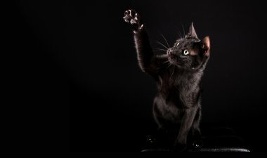 Kara kedi portre