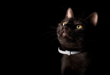 Kara kedi portre