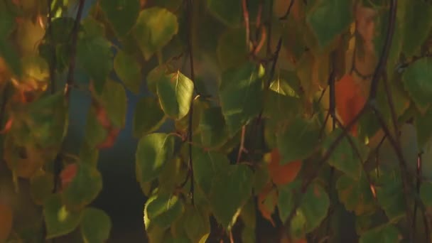 Gebladerte van een berk bij zonsondergang — Stockvideo