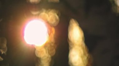 Sonbahar yaprakları, Böke.